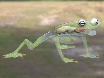 赤心玻璃蛙生物动物模型3d模型