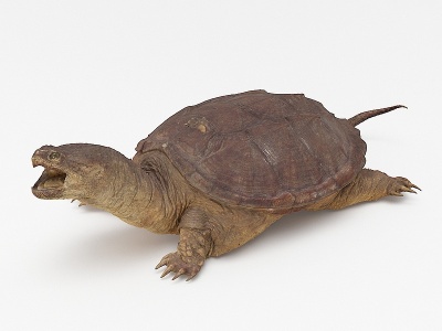 乌龟3d模型