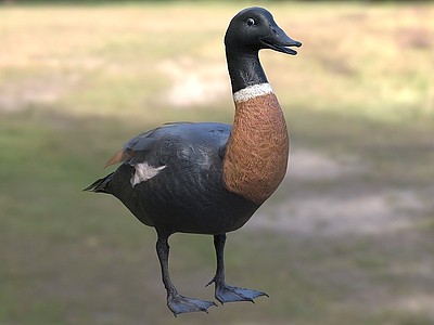 棕胸麻鸭澳大利亚麻鸭模型