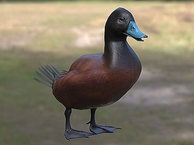3d澳洲硬尾鸭澳洲蓝嘴鸭模型