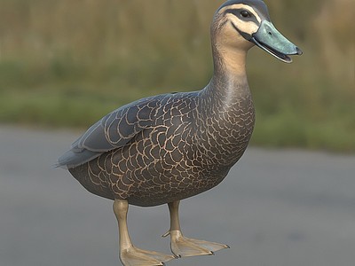 太平洋黑鸭动物模型