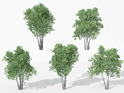 现代景观植物针叶树3d模型