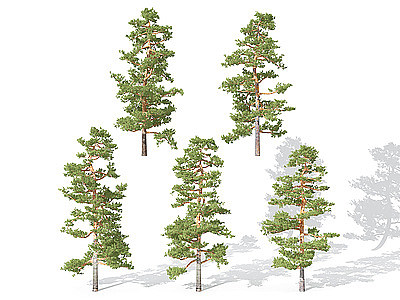 3d景观植物树松树针叶植物模型