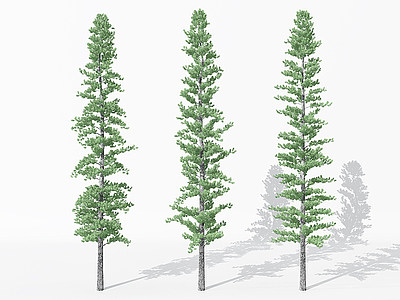 3d景观植物树松柏树针叶模型