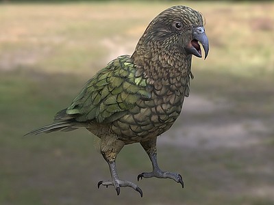 新西兰鹦鹉食羊鹦鹉鸟模型