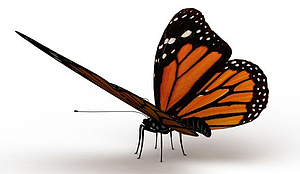 蝴蝶群模型动画（多只，不同颜色）