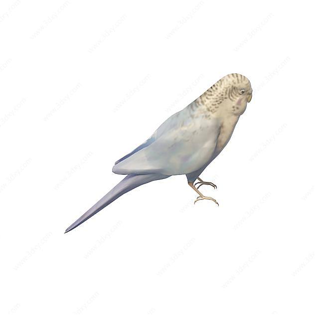 非洲灰鹦鹉3D模型