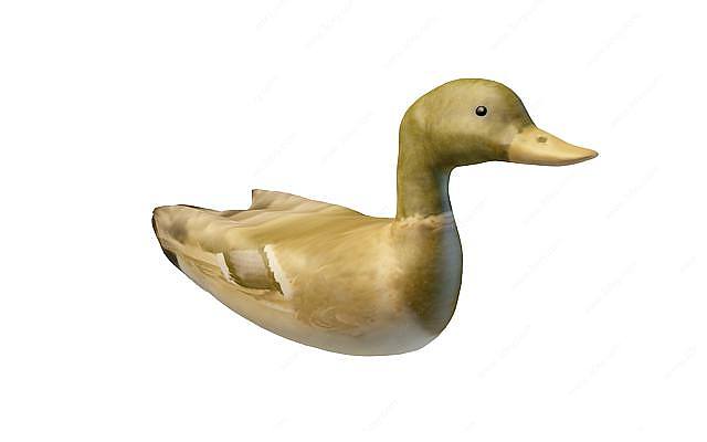 鸭子3D模型