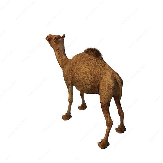 骆驼3D模型