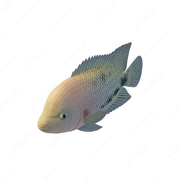 翠鱼3D模型
