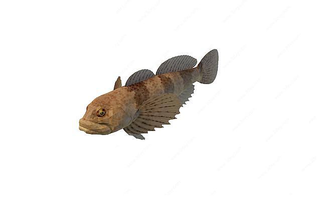褐斑鱼3D模型