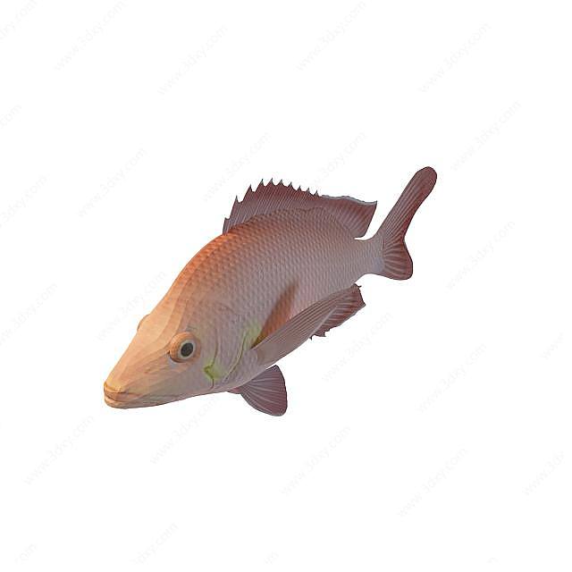 红齿鱼3D模型