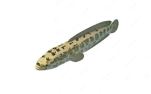 黄鳝鱼3D模型