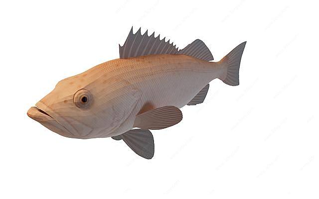 红鳞鱼3D模型