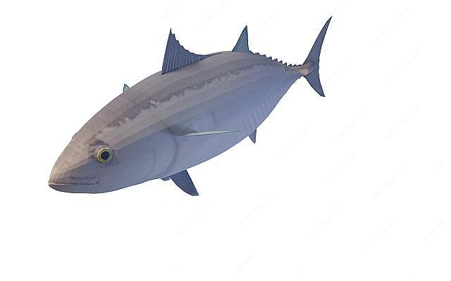 蓝鱼3D模型