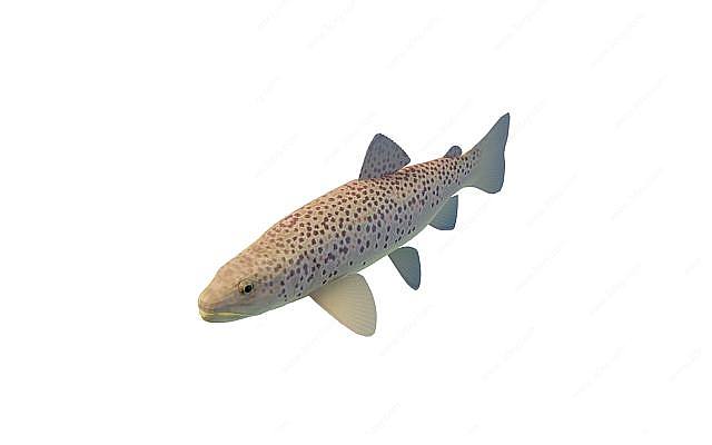 双色斑鱼3D模型