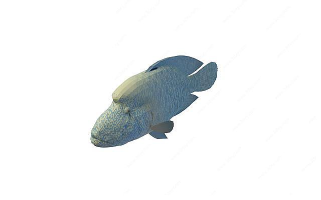 石头鱼3D模型