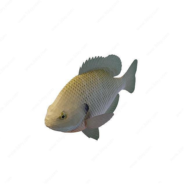 淡水鱼3D模型