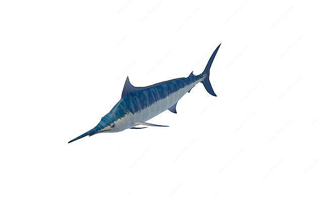 鲨鱼3D模型