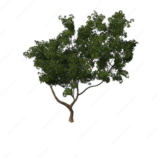 园林树木3D模型