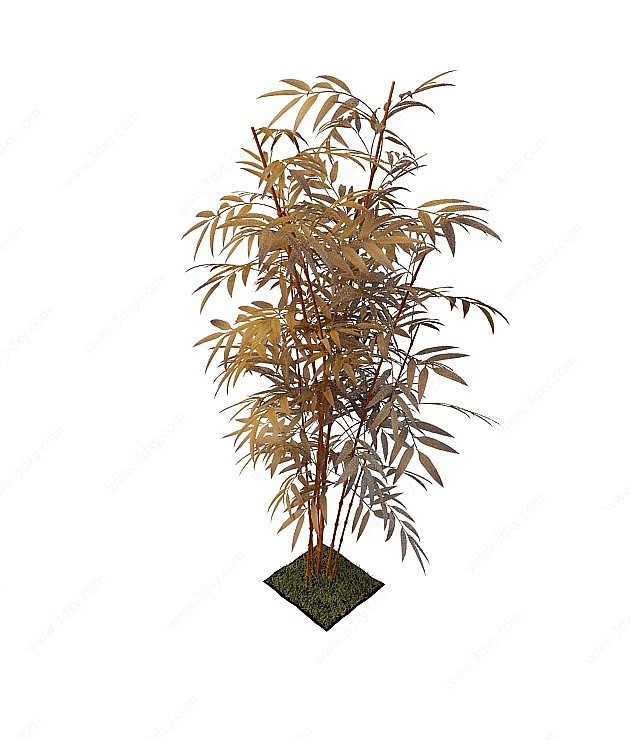 观赏竹3D模型