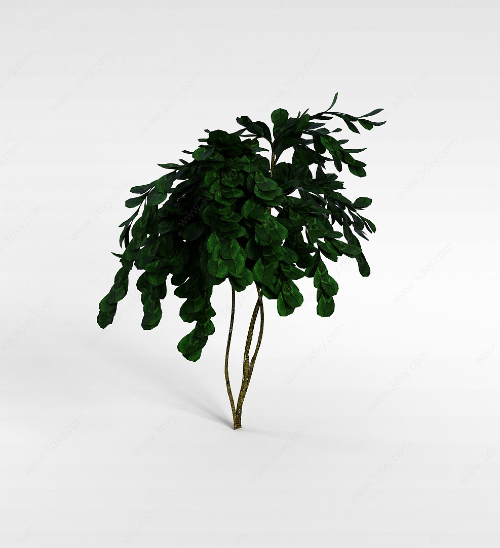 大叶子灌木3D模型