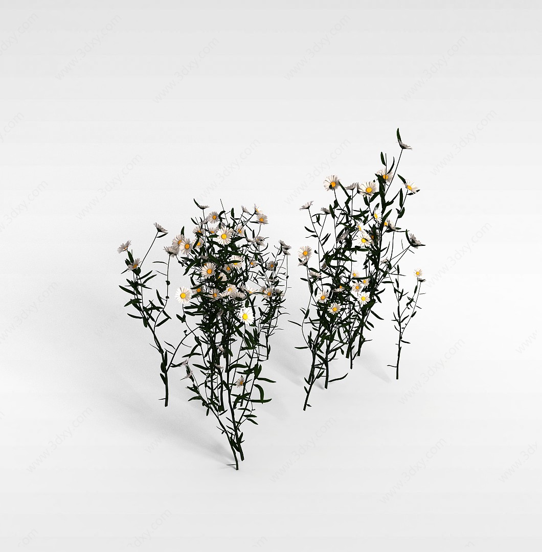 白色菊花3D模型