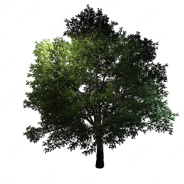 茂盛树木香樟树3D模型