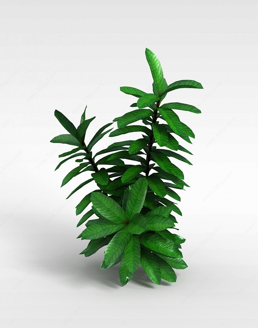 大叶灌木3D模型