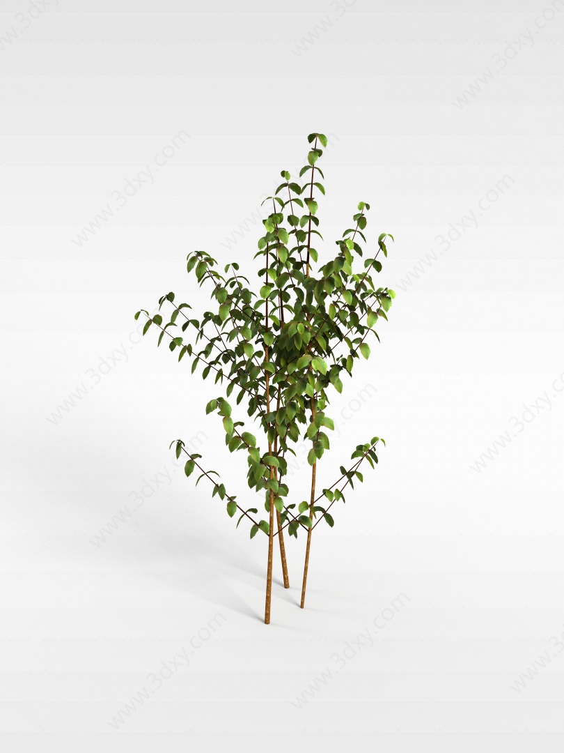 大叶灌木3D模型