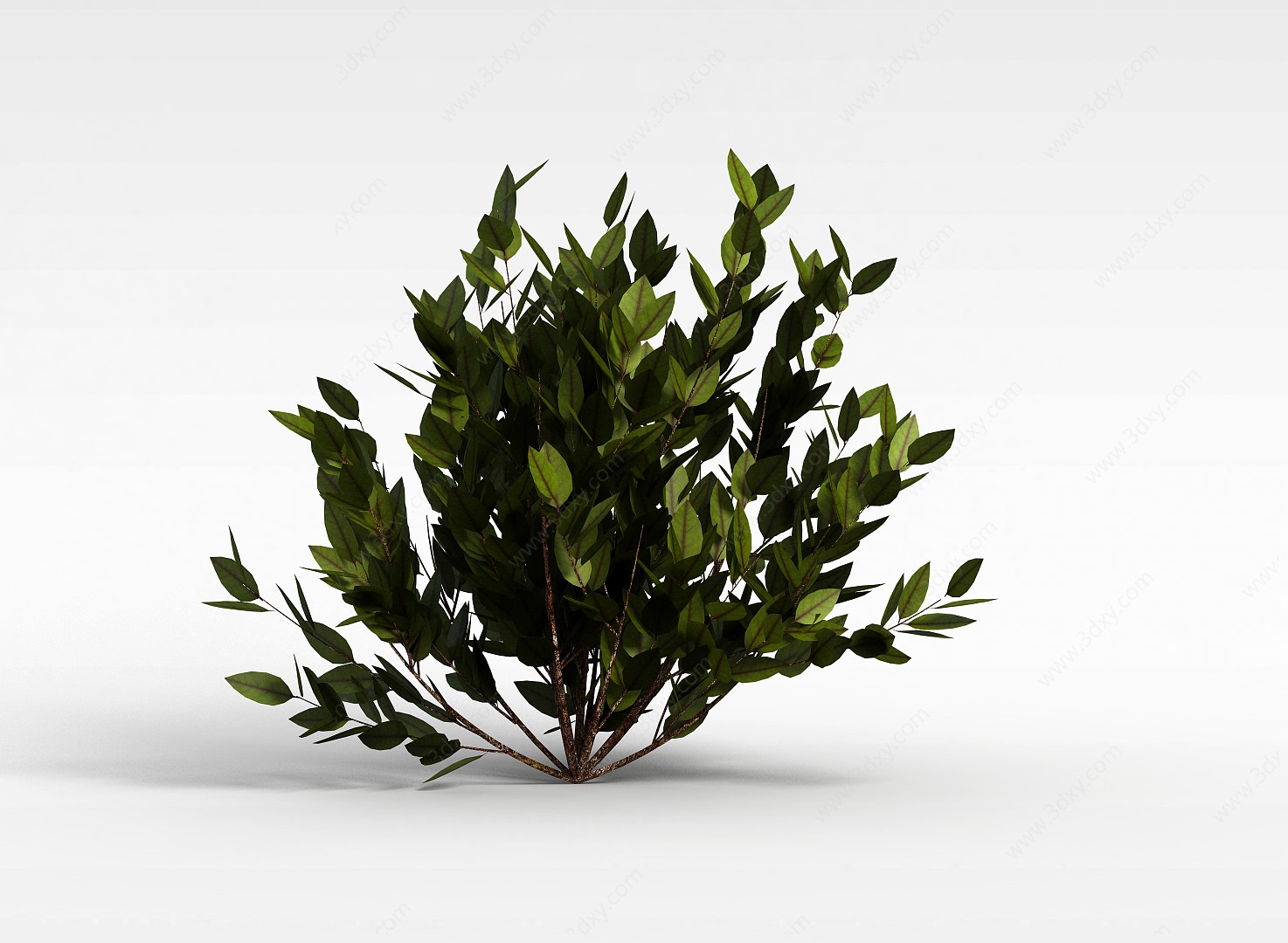 观叶灌木3D模型