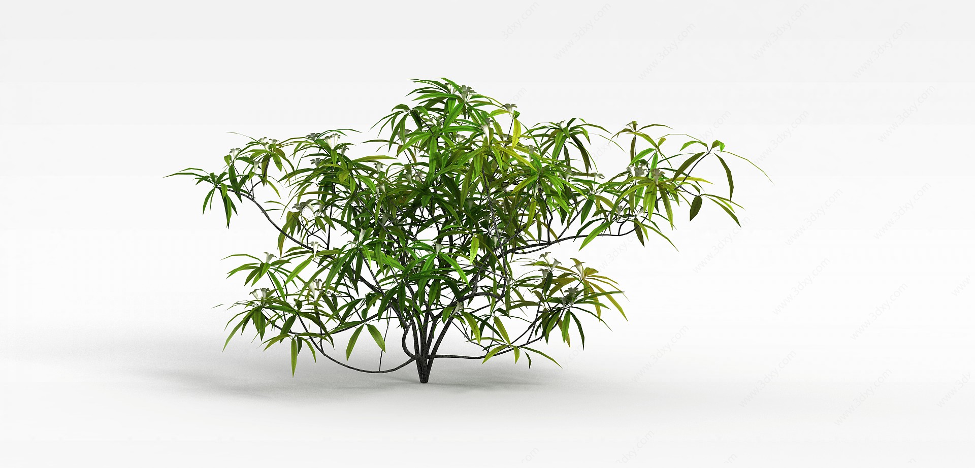 嫩绿观叶灌木3D模型