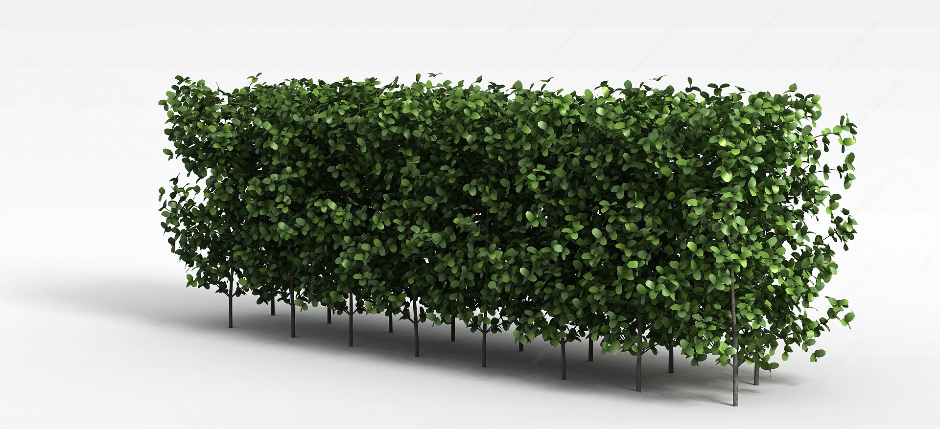 观叶灌木3D模型