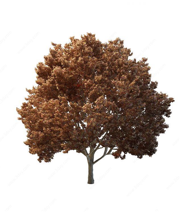 美洲槭树3D模型