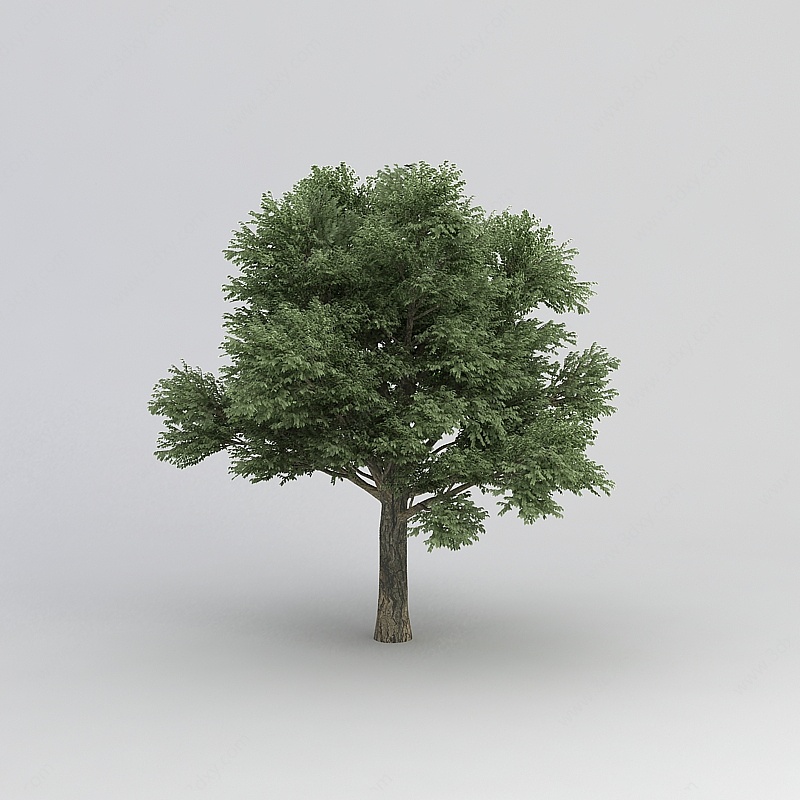 香樟树3D模型