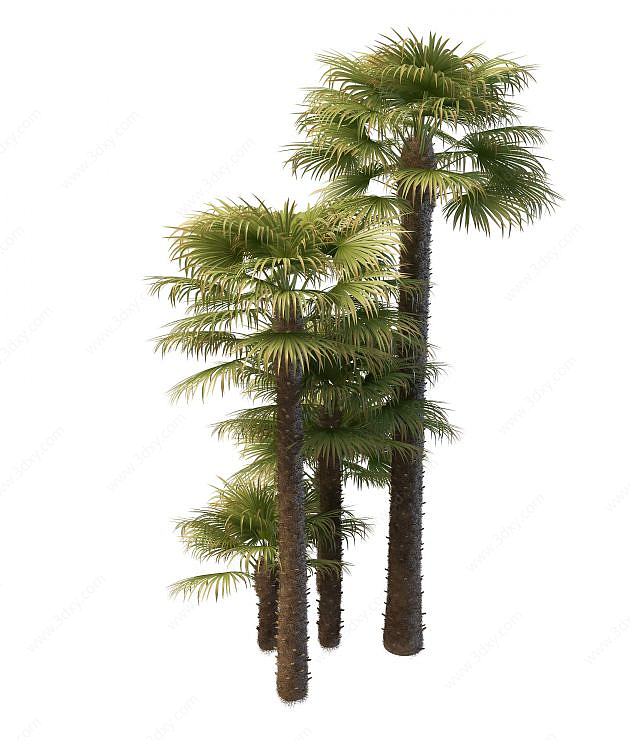 棕榈树3D模型