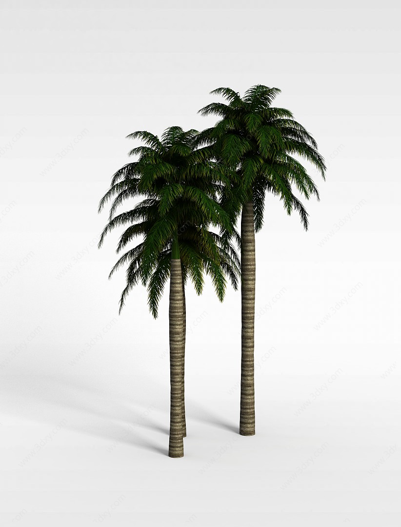 仿真椰子树3D模型