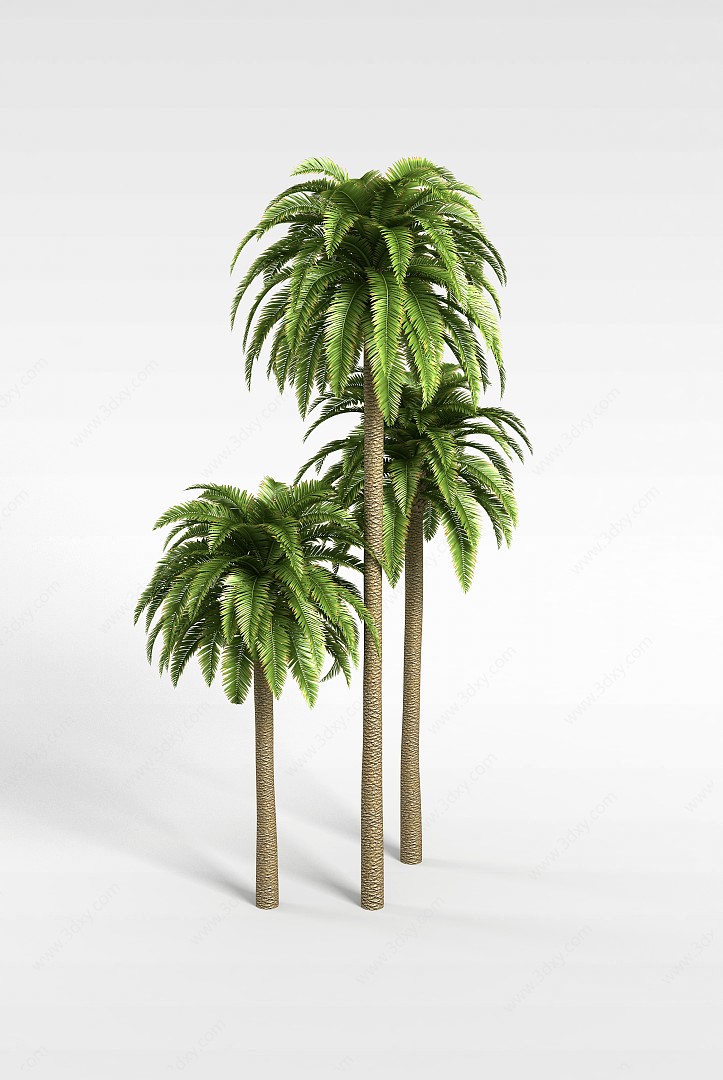 仿真椰子树3D模型