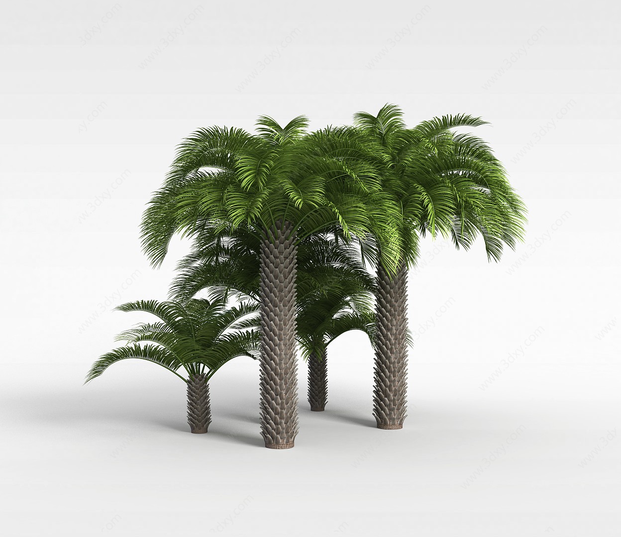 仿真棕榈树3D模型