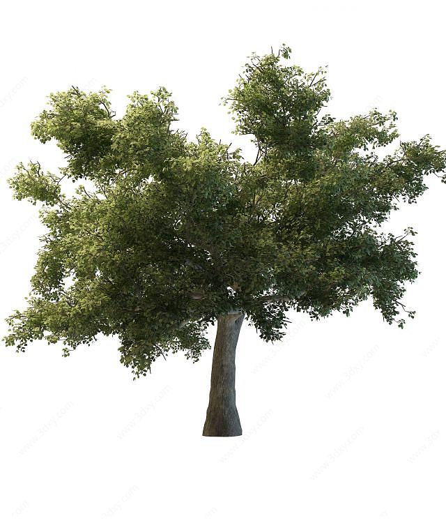 绿化树3D模型