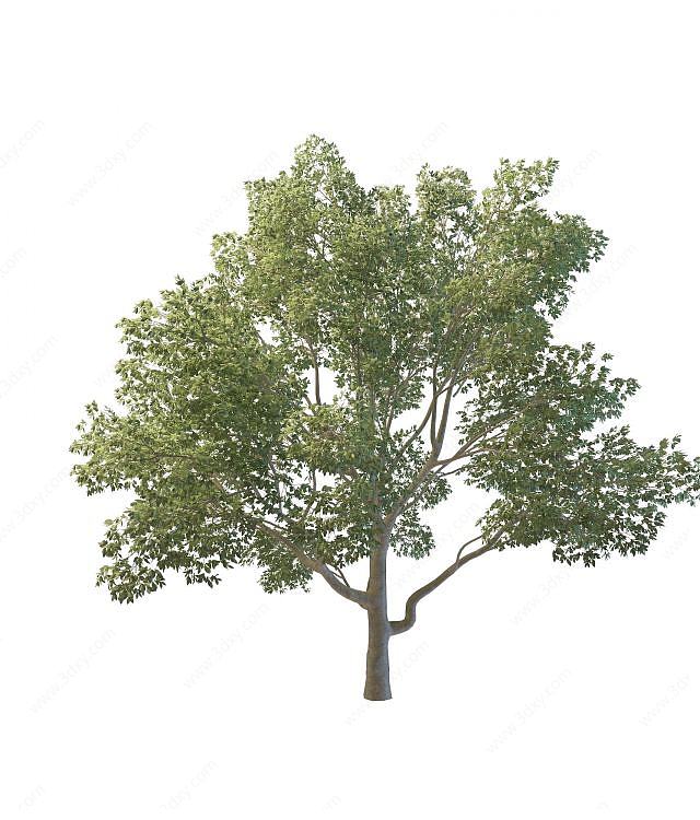 公园树木3D模型