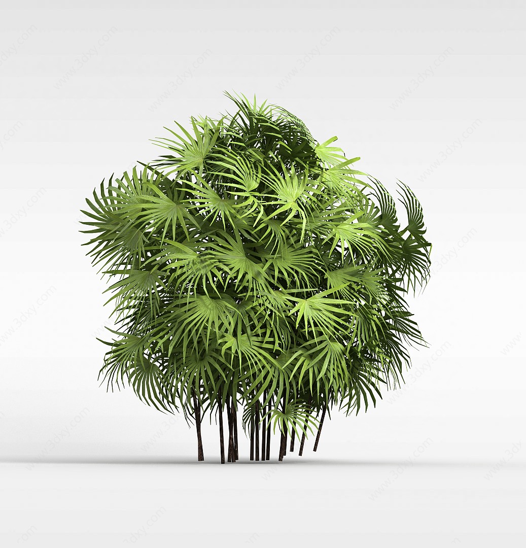 大扇叶子树3D模型