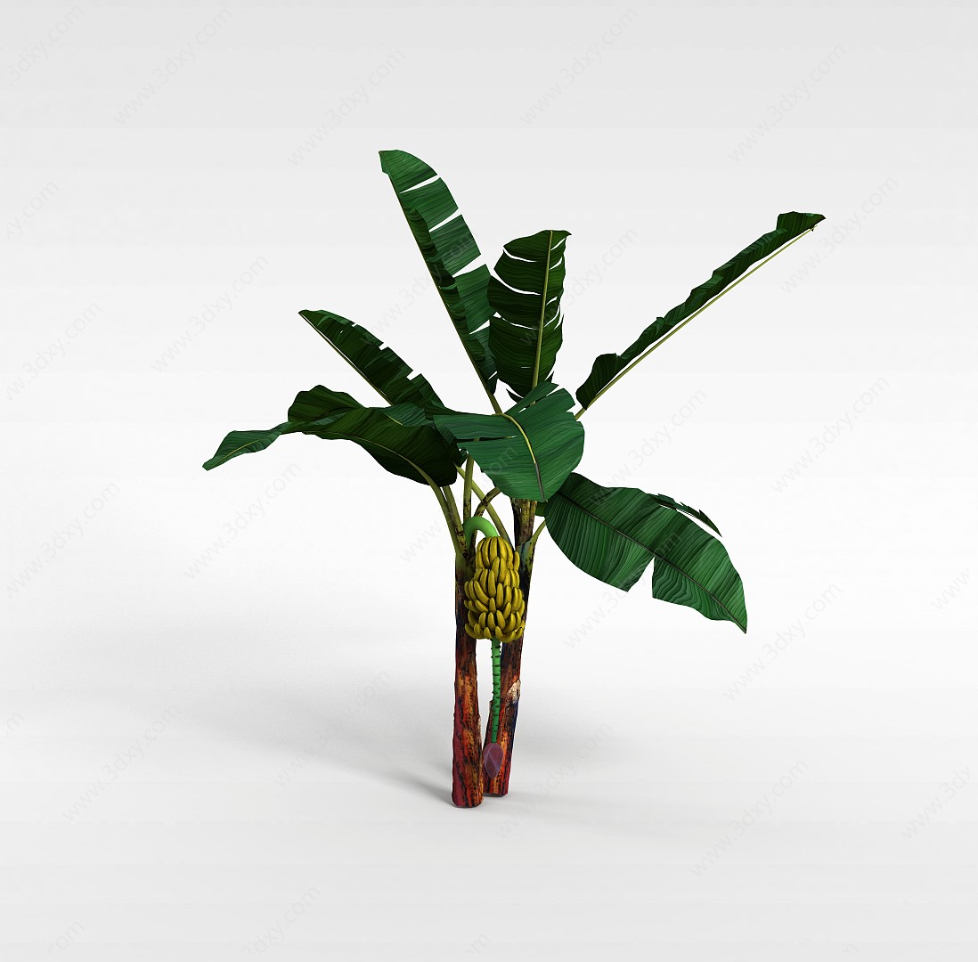 香蕉树3D模型