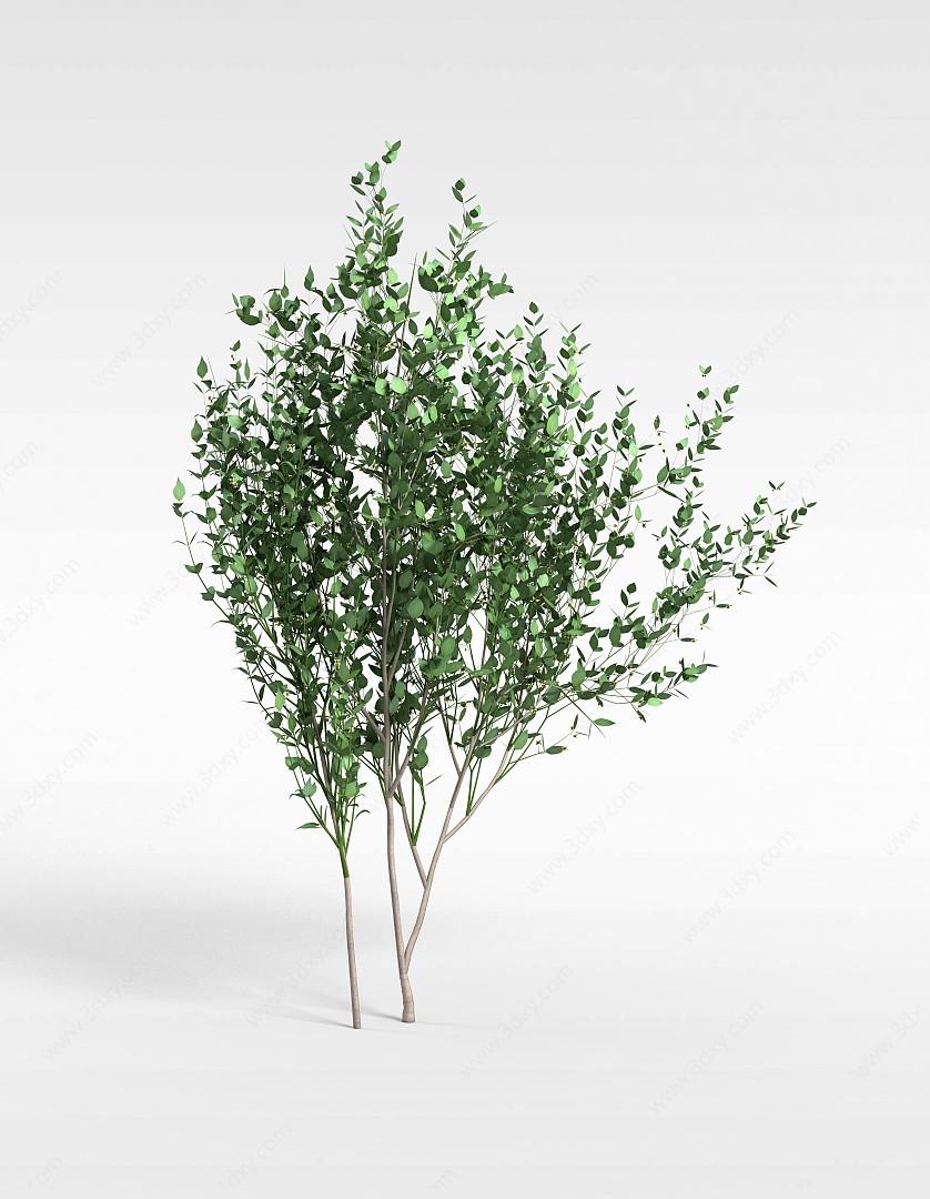 柿子树3D模型
