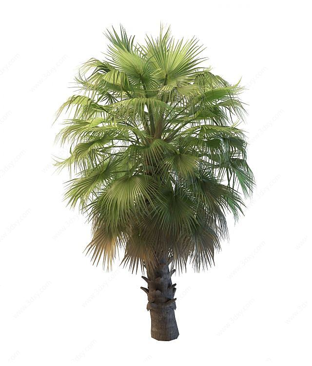 茂盛棕榈树3D模型