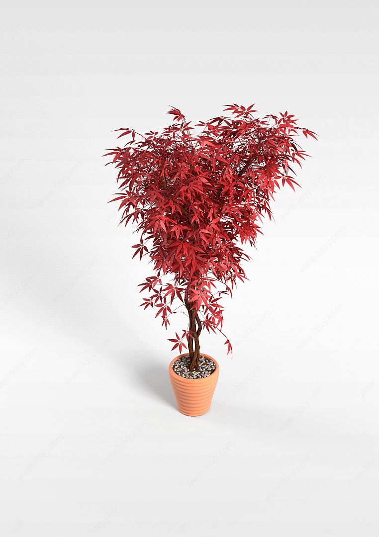 红竹叶盆栽3D模型