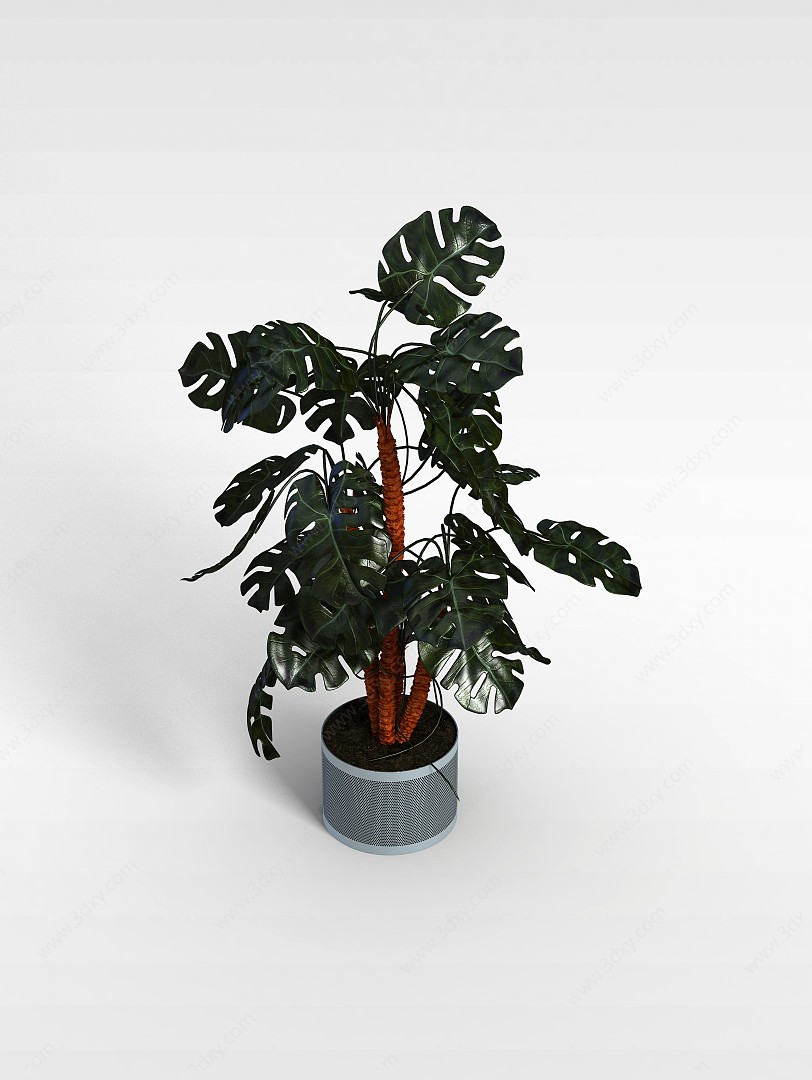 热带盆栽3D模型