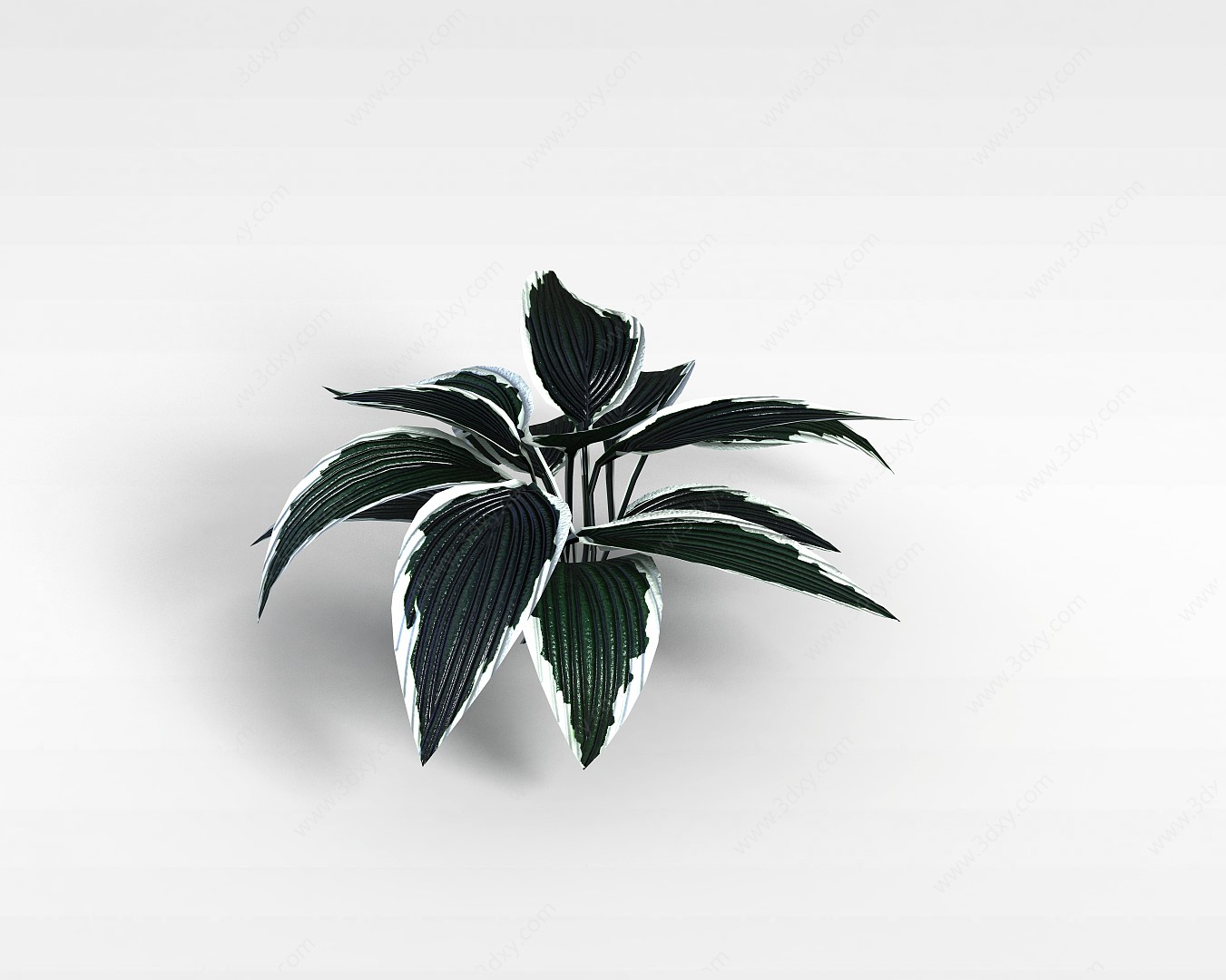 观叶植物3D模型