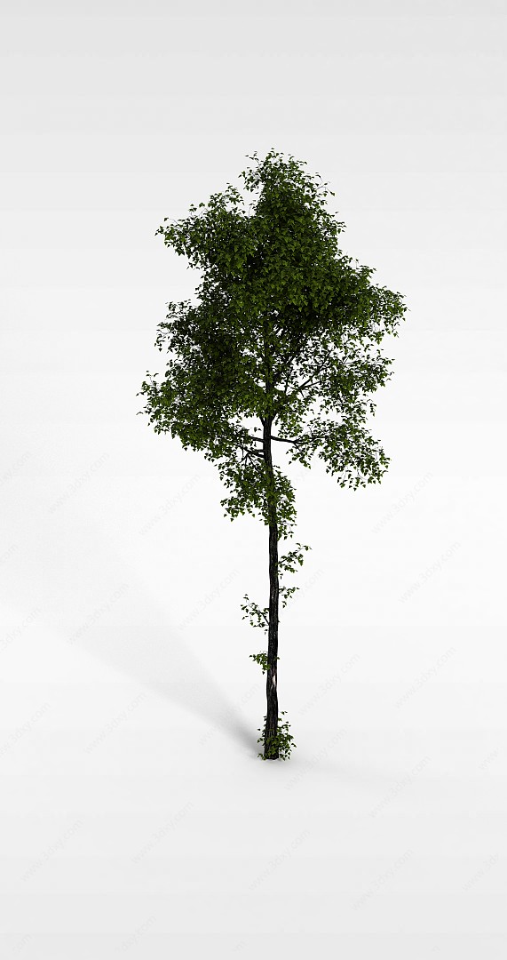 嫩绿树苗3D模型