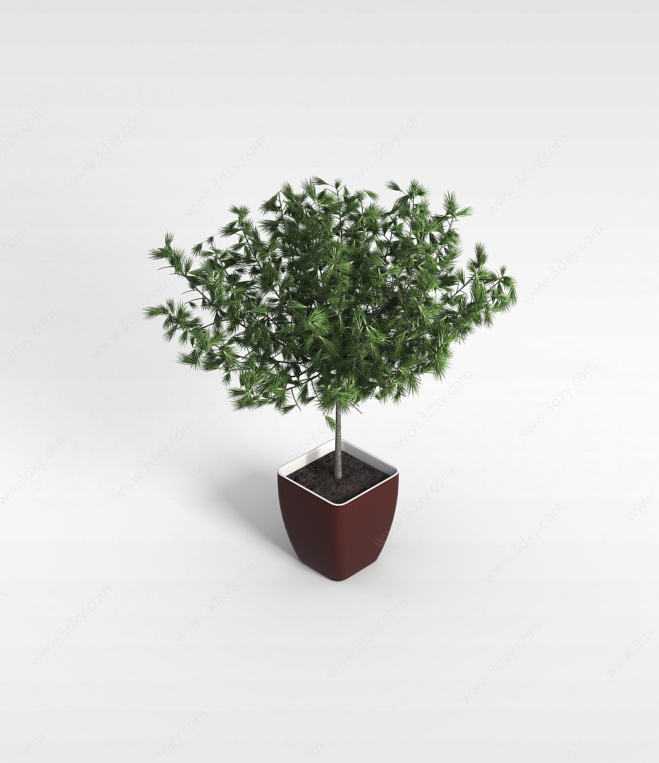 松树盆栽3D模型